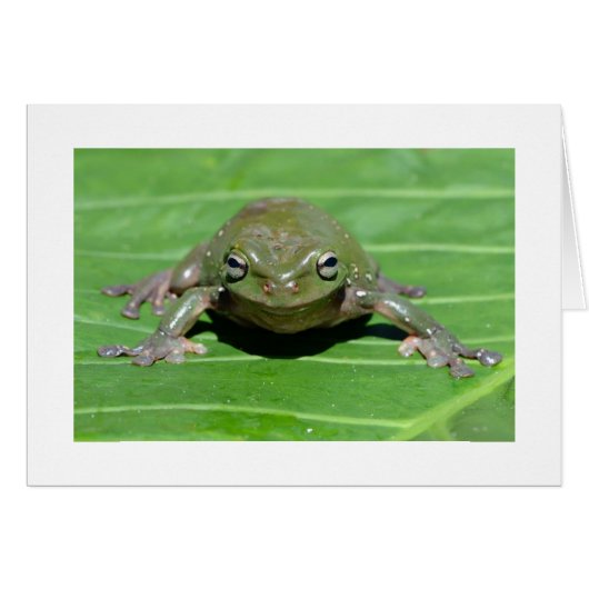 Australian Green Tree Frog Cards (Front Horizontal)