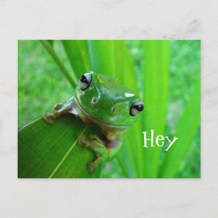 Australian Green Tree Frog, White's Tree Frog Postcard
