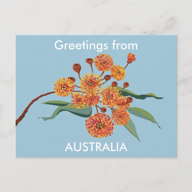 Australian gum blossoms postcard (Front)