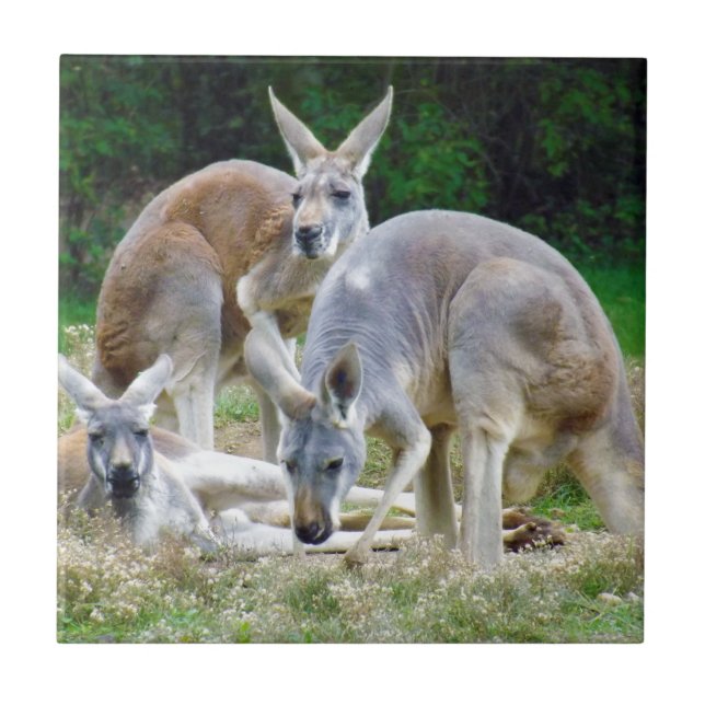 Australian Kangaroos Relaxing in the Sun Ceramic Tile (Front)