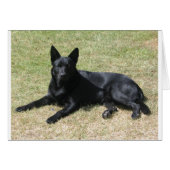 Australian Kelpie Dog (Front Horizontal)