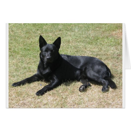 Australian Kelpie Dog Cards (Front Horizontal)