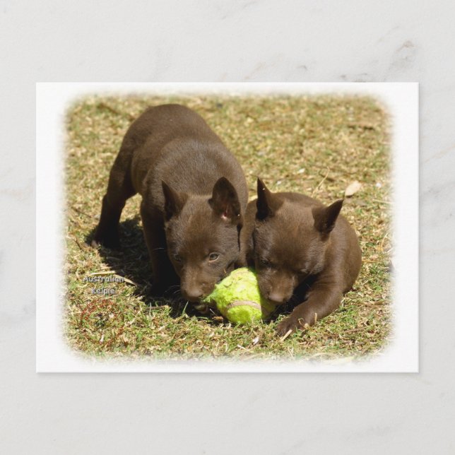 Australian Kelpie puppies 9P022D-018 Postcard (Front)