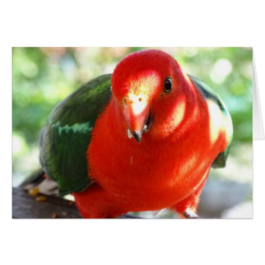 Australian King Parrot Cards (Front Horizontal)