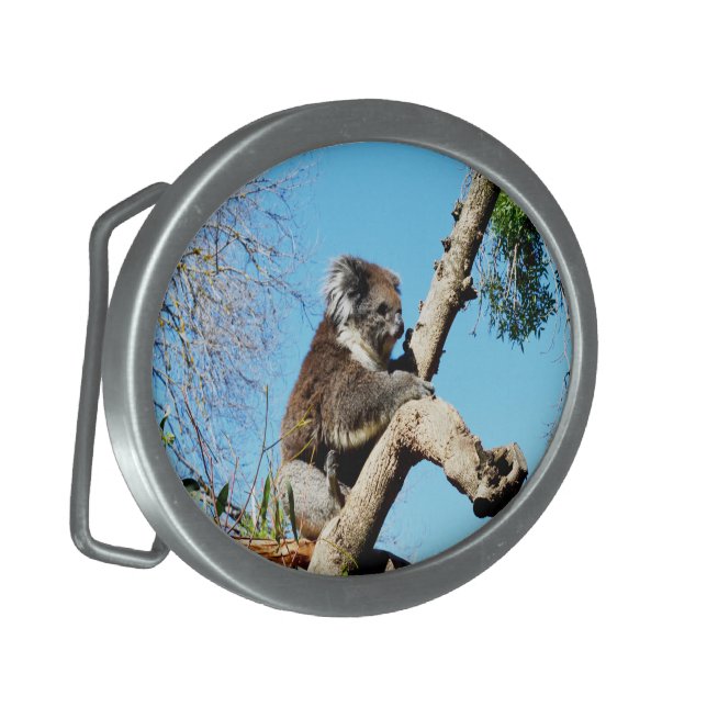 Australian Koala Bear In Old Pine Tree, Belt Buckle (Front Left)