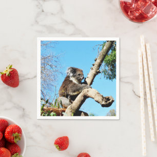 Australian Koala Bear In Old Pine Tree, Napkins