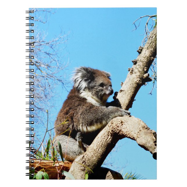 Australian Koala Bear In Old Pine Tree, Notebook (Front)