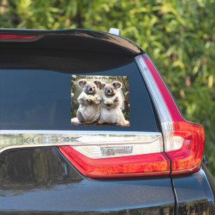 Australian Koala Bear White Wedding, Sticker