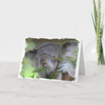 Australian Koala Greeting Card