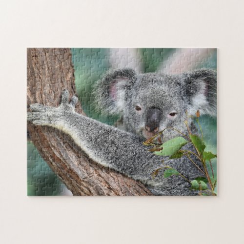 Australian Koala Jigsaw Puzzle