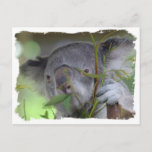 Australian Koala Postcard