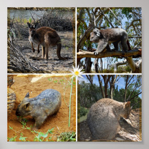 Australian Koala, Wombat, Quokka, Kangaroo, Poster