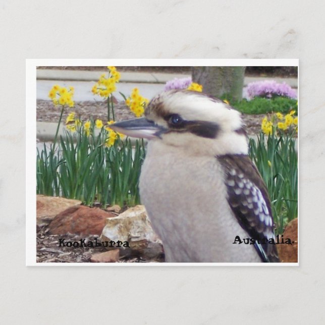 Australian Kookaburra Postcard (Front)