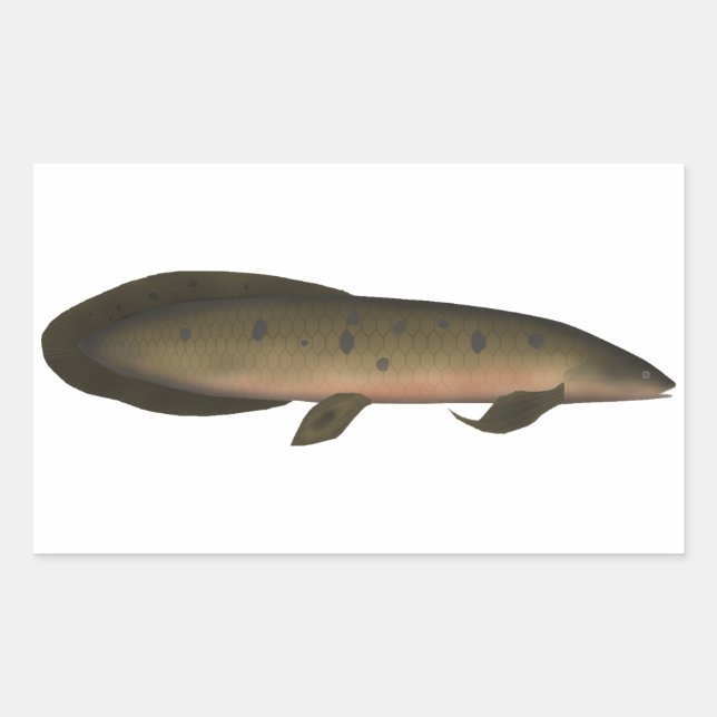 Australian Lungfish Rectangular Sticker (Front)