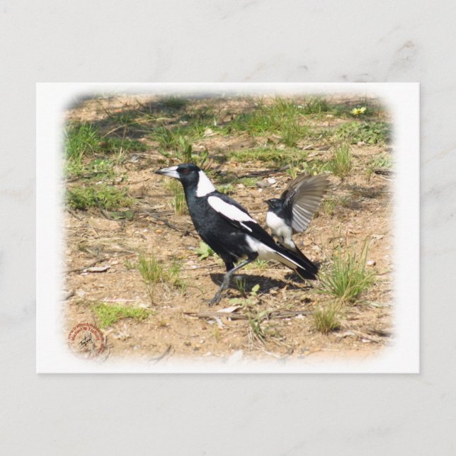 Australian Magpie being mobbed by Willie Wagtail 9 Postcard (Front)