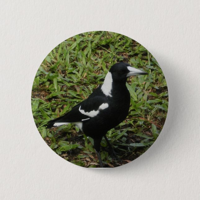 Australian Magpie button (Front)