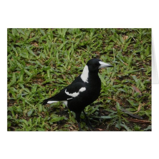 Australian Magpie Card (Front Horizontal)