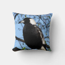 Australian Magpie 