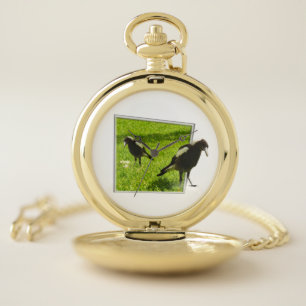 Australian Magpies That Standout, Pocket Watch