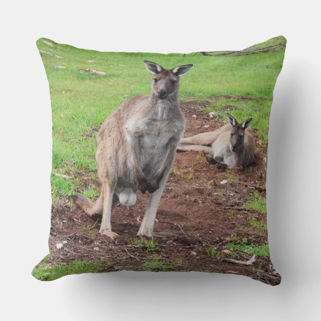 Australian Male Buck Kangaroo Large Throw Cushion. Pillow (Front)