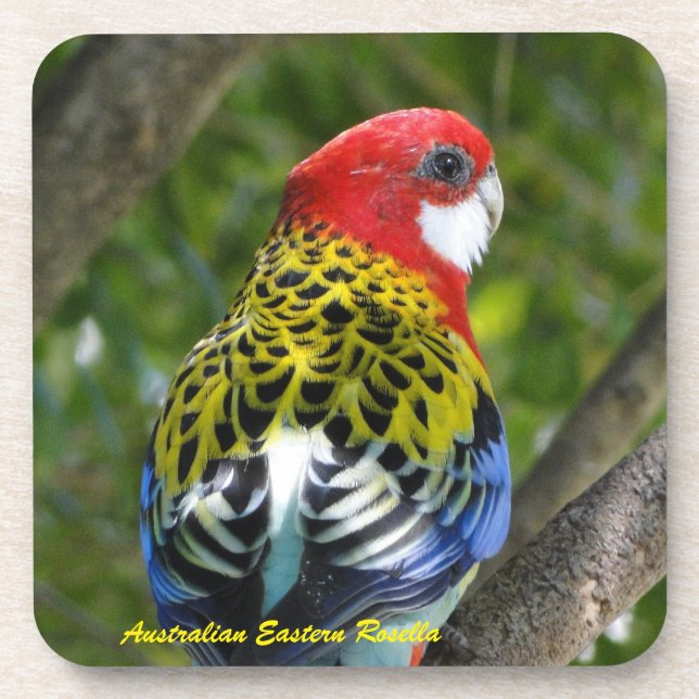Australian Male Eastern Rosella Drink Coaster (Front)