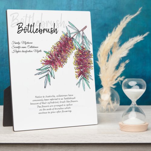 Australian Native Bottlebrush Botanical Art Plaque