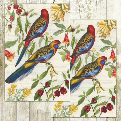 AUSTRALIAN PARROTS VINTAGE ILLUSTRATION DECOUPAGE TISSUE PAPER