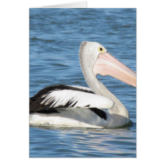Australian Pelican Cards