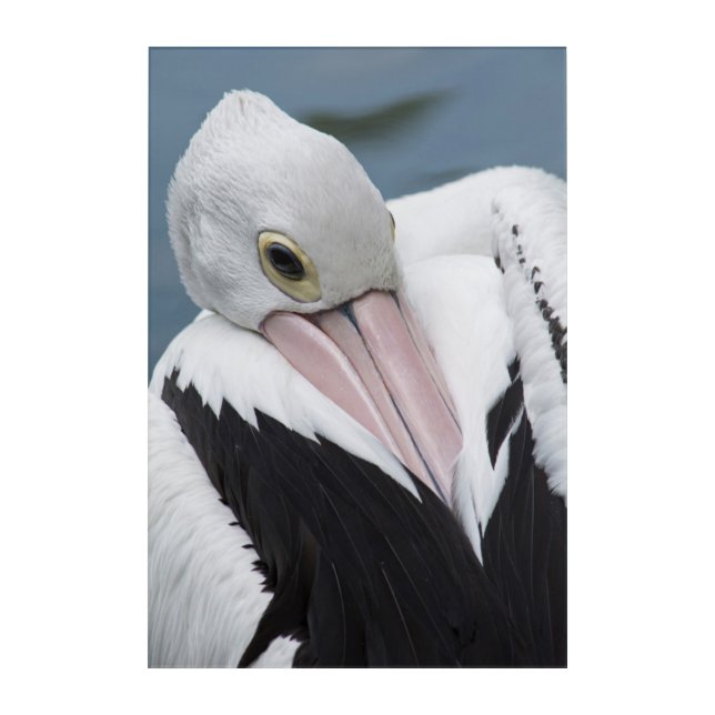 Australian pelican close up acrylic print (Front)
