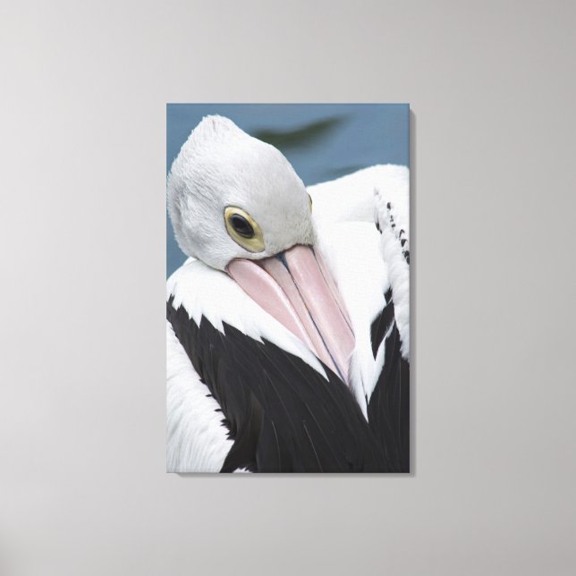 Australian pelican close up canvas print (Front)