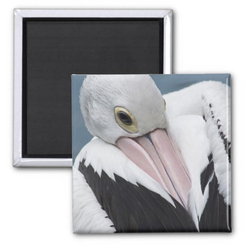 Australian pelican close up magnet
