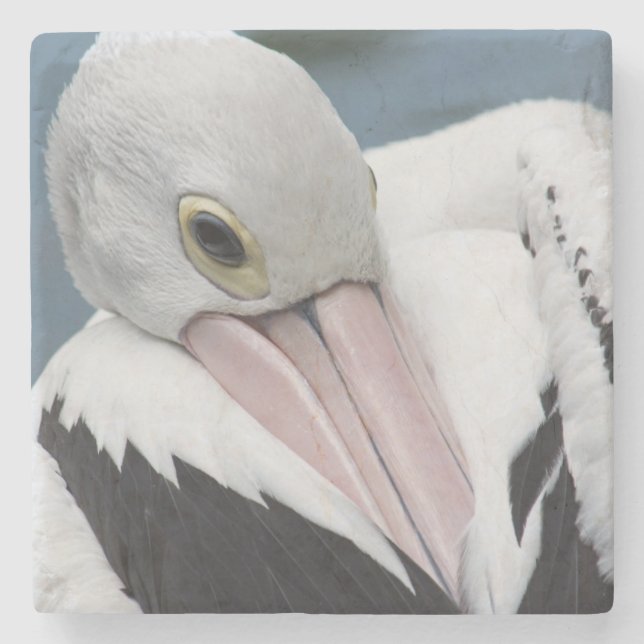 Australian pelican close up stone coaster (Front)