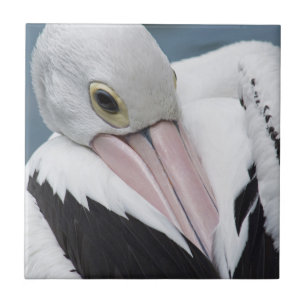 Australian pelican close up tile