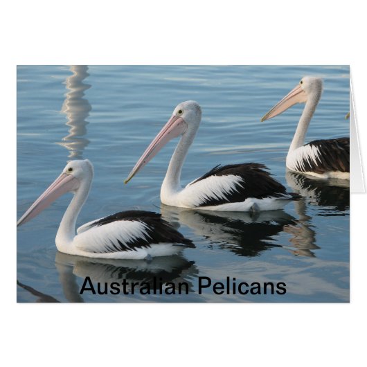 Australian Pelicans (Front Horizontal)