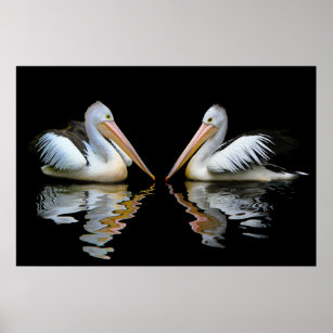Australian Pelicans background Poster