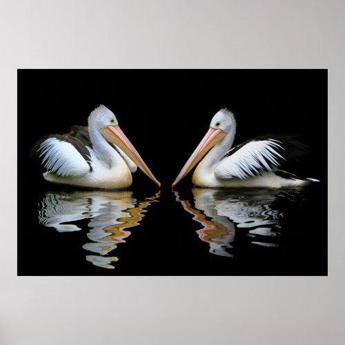 Australian Pelicans background Poster