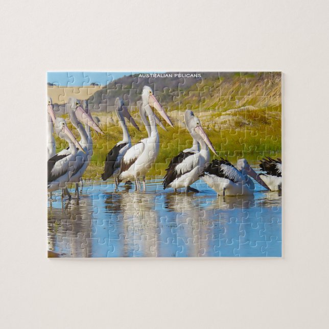 Australian Pelicans Jigsaw Puzzle (Horizontal)