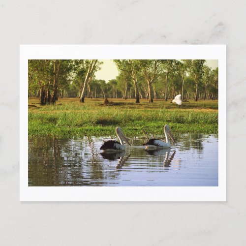 Australian Pelicans Kakadu National Park NT Postcard