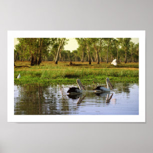 Australian Pelicans, Kakadu National Park, NT Poster