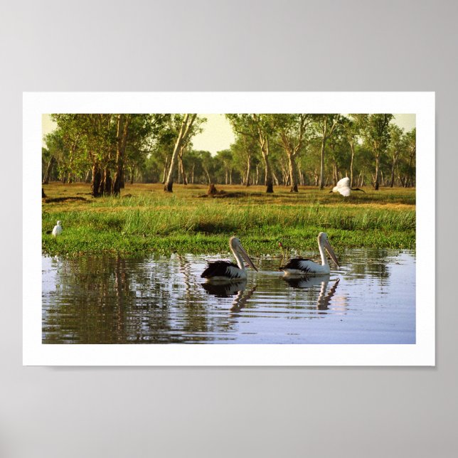 Australian Pelicans, Kakadu National Park, NT Poster (Front)