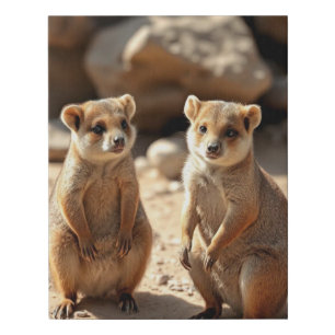 Australian Quokka Twins, Faux Canvas Print