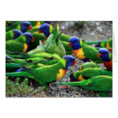 Australian Rainbow Lorikeets (Front Horizontal)