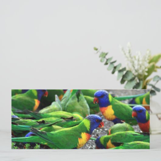 Australian Rainbow Lorikeets (Standing Front)