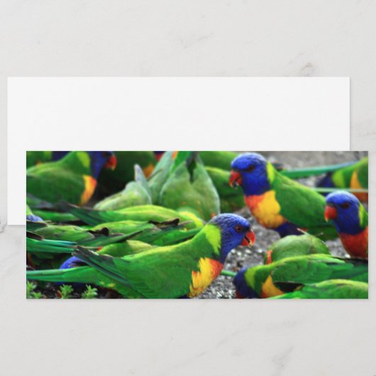 Australian Rainbow Lorikeets (Front/Back)
