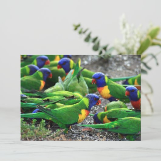Australian Rainbow Lorikeets (Standing Front)