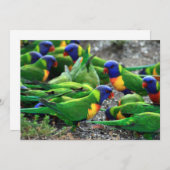 Australian Rainbow Lorikeets (Front/Back)