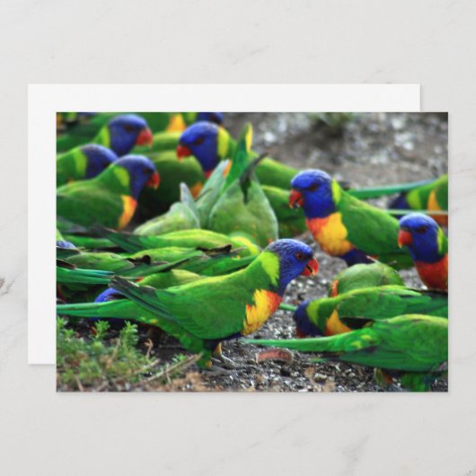 Australian Rainbow Lorikeets (Front/Back)
