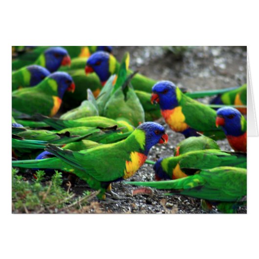 Australian Rainbow Lorikeets Cards (Front Horizontal)