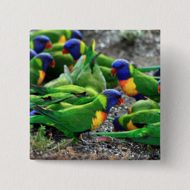 Australian Rainbow Lorikeets Pinback Button (Front)