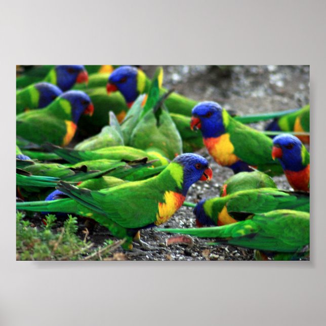 Australian Rainbow Lorikeets Poster (Front)
